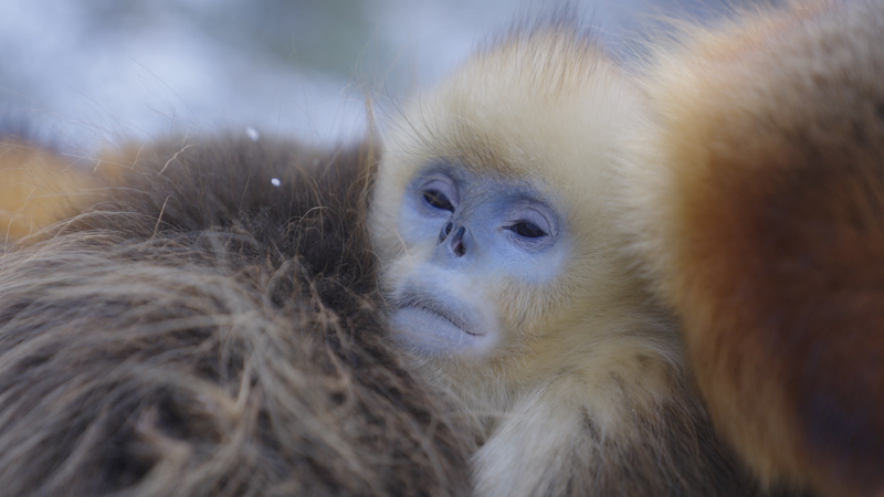 Golden Snub-Nosed Monkeys: Winter Survival Squad Goals 🐒❄️
