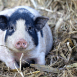 VAMHBHDUYK9I69J7X294 - 🌍NewspaperAmigo – Your Global News Buddy 🗞️ 🚨 World’s First Gene-Edited Pig Lung Transplanted Into Human!