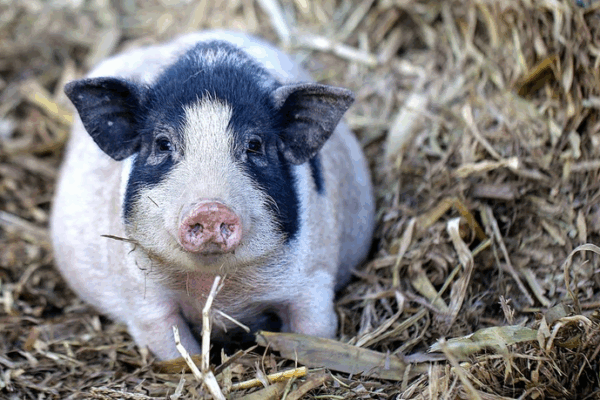 🚨 World’s First Gene-Edited Pig Lung Transplanted Into Human! 🚨 World’s First Gene-Edited Pig Lung Transplanted Into Human!