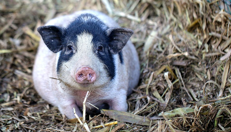 VAMHBHDUYK9I69J7X294 - 🌍NewspaperAmigo – Your Global News Buddy 🗞️ 🚨 World’s First Gene-Edited Pig Lung Transplanted Into Human!