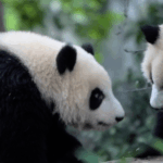 VTDQW3JGDATWX11Z6642 - 🌍NewspaperAmigo – Your Global News Buddy 🗞️ Chengdu’s Pandas Steal the Show at World Games 🐼🏅 video poster