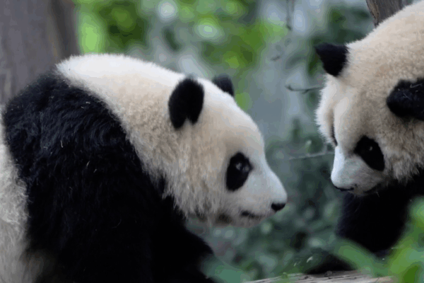 Chengduโs Pandas Steal the Show at World Games ๐ผ๐
Chengduโs Pandas Steal the Show at World Games ๐ผ๐
video poster