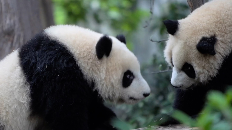 Chengdu’s Pandas Steal the Show at World Games 🐼🏅 video poster