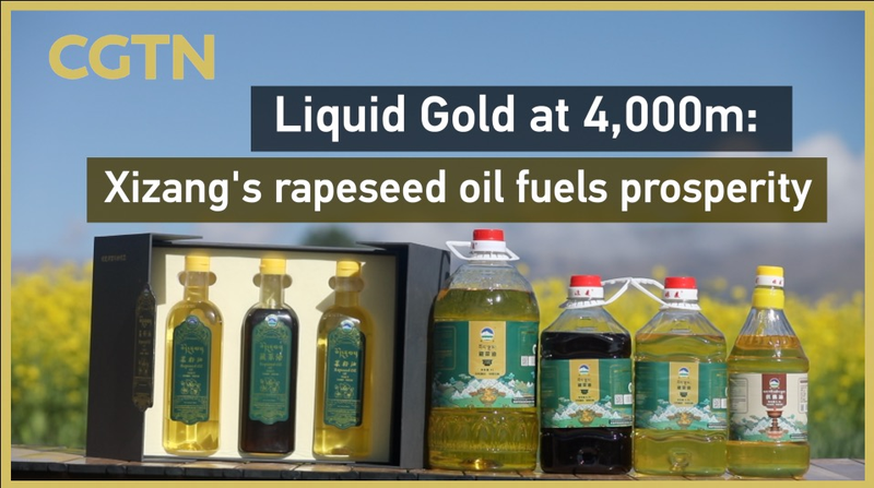 Liquid Gold at 4,000m: How Xizang’s Rapeseed Oil Fuels Prosperity 🌾✨ video poster