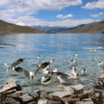 Life Thrives on the 'Roof of the World' 🌏🐾