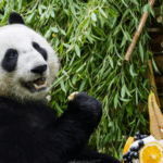 Y6OAXRID8L54TATJACR4 - 🌍NewspaperAmigo – Your Global News Buddy 🗞️ 🎉 Panda Party! Russian-Born Katyusha Turns 2 in Moscow 🐼