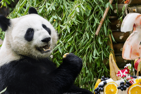 ๐ Panda Party! Russian-Born Katyusha Turns 2 in Moscow ๐ผ ๐ Panda Party! Russian-Born Katyusha Turns 2 in Moscow ๐ผ