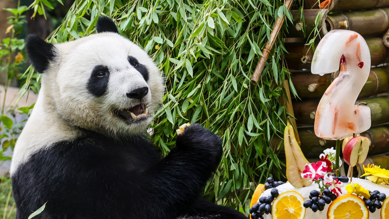 🎉 Panda Party! Russian-Born Katyusha Turns 2 in Moscow 🐼
