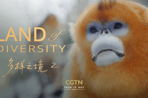 Qinling Mountains: Where Humans & Wildlife Thrive Together 🌿🐒 Qinling Mountains: Where Humans & Wildlife Thrive Together 🌿🐒 video poster