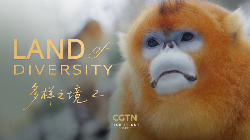 Qinling Mountains: Where Humans & Wildlife Thrive Together 🌿🐒 video poster