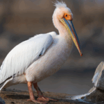0A9WY6YLNQ2TT3VCZUUA - 🌍NewspaperAmigo – Your Global News Buddy 🗞️ China Takes Flight with 3-Year Bird Protection Initiative 🦅🌿