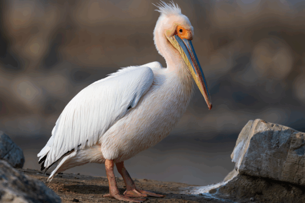 China Takes Flight with 3-Year Bird Protection Initiative 🦅🌿 China Takes Flight with 3-Year Bird Protection Initiative 🦅🌿