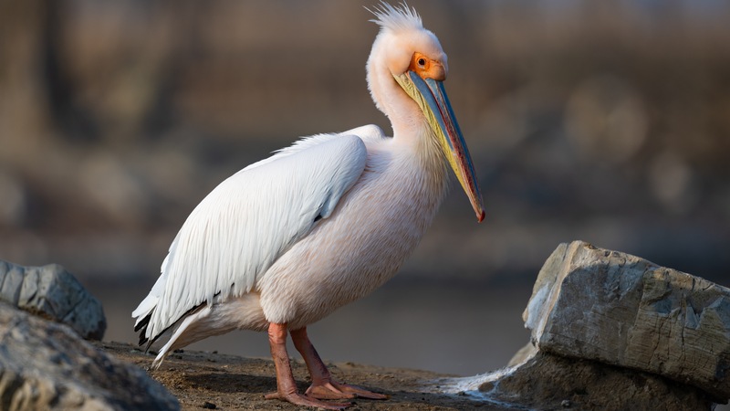 China Takes Flight with 3-Year Bird Protection Initiative 🦅🌿