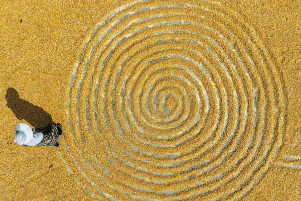 Golden Waves of Corn Sweep Across China’s Autumn Fields 🌾🇨🇳 Golden Waves of Corn Sweep Across China’s Autumn Fields 🌾🇨🇳