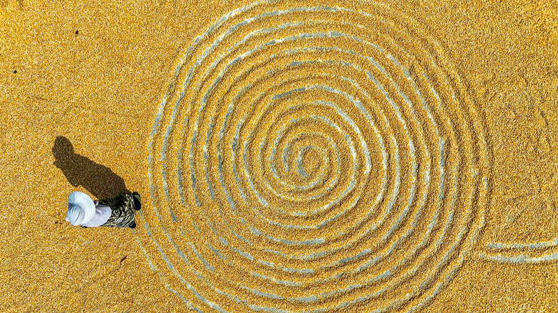 0P6ERZ1IJE43WGYKHY5K - 🌍NewspaperAmigo – Your Global News Buddy 🗞️ Golden Waves of Corn Sweep Across China’s Autumn Fields 🌾🇨🇳