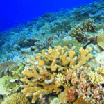 0QNX3VTFI4YH53E71QC3 - 🌍NewspaperAmigo – Your Global News Buddy 🗞️ Coral Reefs in Crisis: Can We Save the Ocean’s Rainforests? 🌊✨ video poster