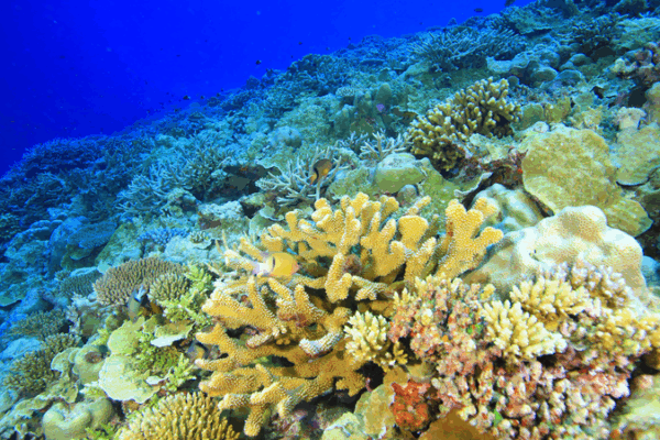 Coral Reefs in Crisis: Can We Save the Oceanโs Rainforests? ๐โจ Coral Reefs in Crisis: Can We Save the Oceanโs Rainforests? ๐โจ video poster
