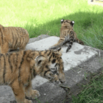 1CH5NWXZ0I4Q2FSY4OQ0 - 🌍NewspaperAmigo – Your Global News Buddy 🗞️ 🦁🐯 Lion & Tiger Cubs Set for Adorable Debut in Henan Zoo! video poster