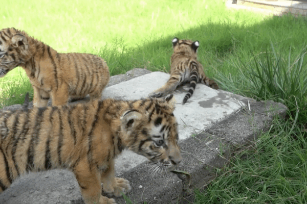 ๐ฆ๐ฏ Lion & Tiger Cubs Set for Adorable Debut in Henan Zoo! ๐ฆ๐ฏ Lion & Tiger Cubs Set for Adorable Debut in Henan Zoo! video poster
