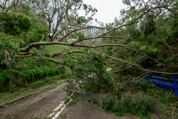Typhoon Ragasa Batters South China 🌪️🇨🇳 Typhoon Ragasa Batters South China 🌪️🇨🇳 video poster