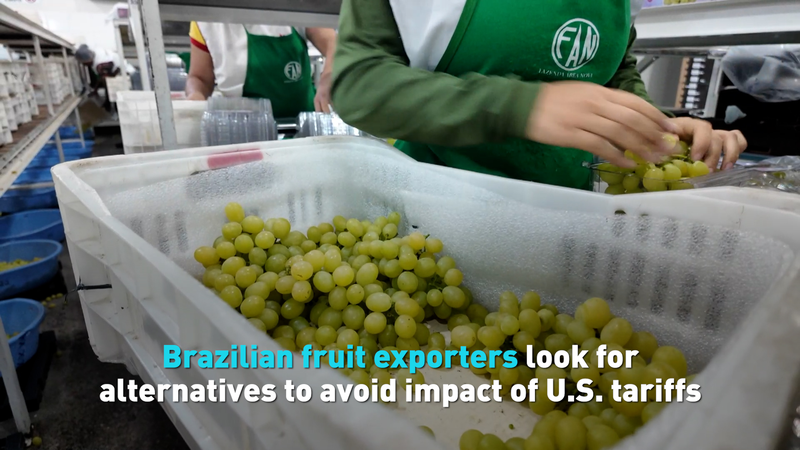 Brazil’s Fruit Exporters Hit by U.S. Tariffs, Seek New Markets 🌍🍇 Brazil's Fruit Exporters Hit by U.S. Tariffs, Seek New Markets 🌍🍇 video poster