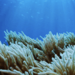31RAUOP5P8FFEP8NSKF6 - 🌍NewspaperAmigo – Your Global News Buddy 🗞️ 🌊 Guardians of Hainan's Seas: Protecting Marine Life for a Brighter Future video poster