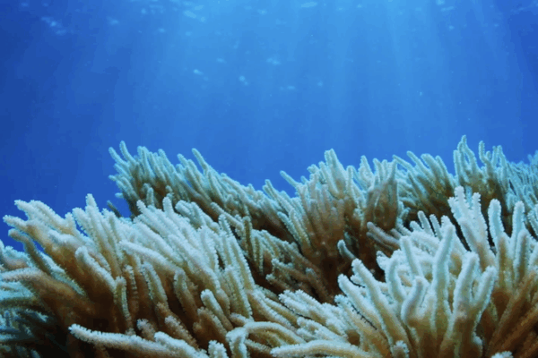 🌊 Guardians of Hainan’s Seas: Protecting Marine Life for a Brighter Future 🌊 Guardians of Hainan's Seas: Protecting Marine Life for a Brighter Future video poster