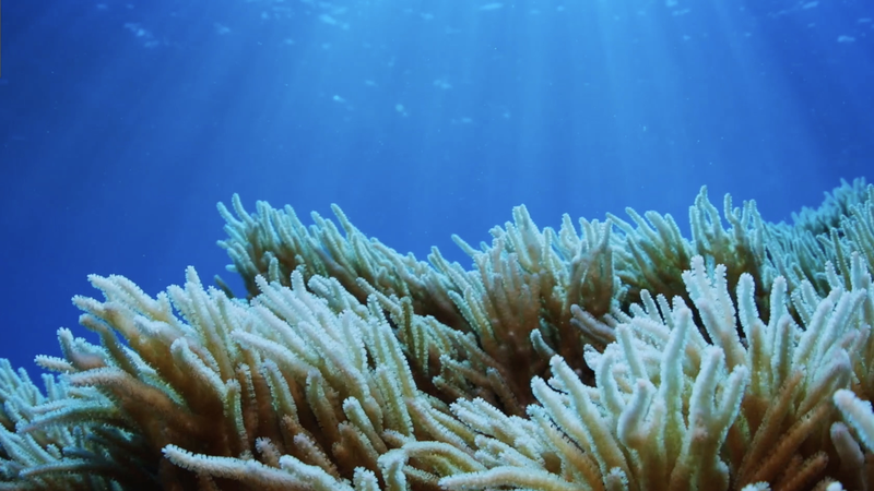 🌊 Guardians of Hainan's Seas: Protecting Marine Life for a Brighter Future video poster