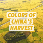 38DPS5R77TFLV3K5PWHO - 🌍NewspaperAmigo – Your Global News Buddy 🗞️ China's Autumn Palette: Nature's Harvest Spectacle 🌾🎨 video poster