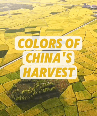 China’s Autumn Palette: Nature’s Harvest Spectacle 🌾🎨 China's Autumn Palette: Nature's Harvest Spectacle 🌾🎨 video poster