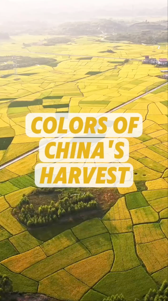 China's Autumn Palette: Nature's Harvest Spectacle 🌾🎨 video poster