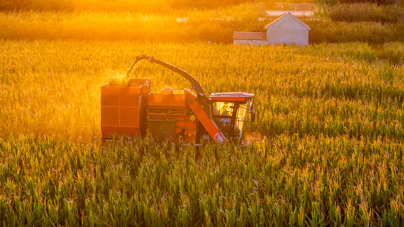 Shandong Celebrates China’s Farmers’ Harvest Festival with Record Yields 🌾🎉 Shandong Celebrates China’s Farmers’ Harvest Festival with Record Yields 🌾🎉