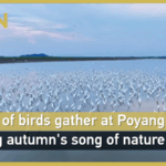 3PS7U513VPES2A9YG905 - 🌍NewspaperAmigo – Your Global News Buddy 🗞️ Poyang Lake’s Avian Spectacle: Egrets Shine Amid Water Decline 🌾🦢 video poster