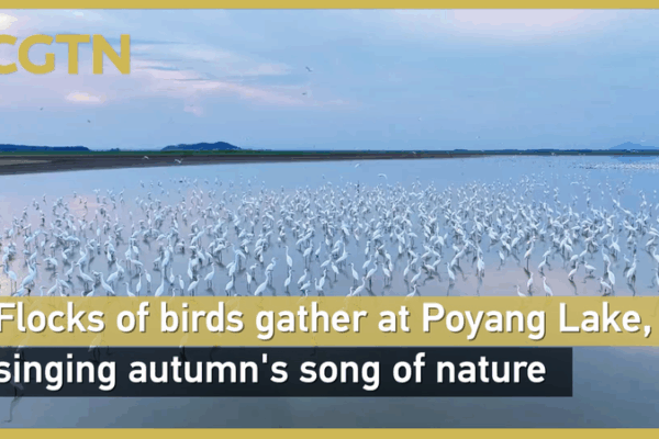 Poyang Lake’s Avian Spectacle: Egrets Shine Amid Water Decline 🌾🦢 Poyang Lake’s Avian Spectacle: Egrets Shine Amid Water Decline 🌾🦢 video poster