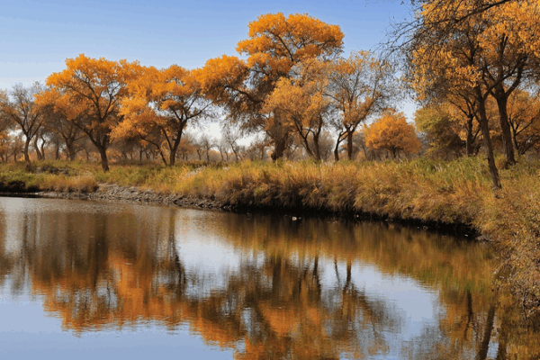 Golden Autumn Magic: Xinjiang’s Desert Poplars Paint a Masterpiece 🍂🏜️ Golden Autumn Magic: Xinjiang’s Desert Poplars Paint a Masterpiece 🍂🏜️