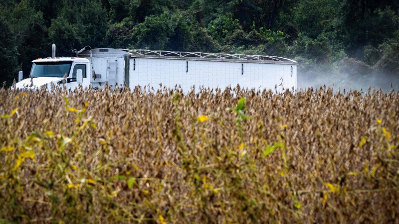 U.S. Soybean & Beef Exports Hit Hard by China Tariffs 🌾🚫🇨🇳