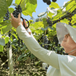 4PRRTIULYPZ63IK9JX06 - 🌍NewspaperAmigo – Your Global News Buddy 🗞️ Sweet Success: Guizhou’s Alpine Grapes Take Center Stage 🍇✨ video poster