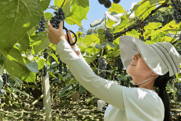 Sweet Success: Guizhou’s Alpine Grapes Take Center Stage 🍇✨ Sweet Success: Guizhou’s Alpine Grapes Take Center Stage 🍇✨ video poster