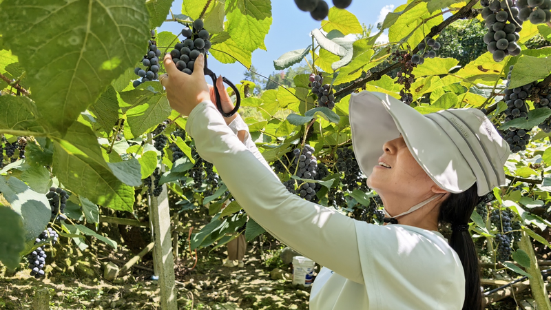 Sweet Success: Guizhou’s Alpine Grapes Take Center Stage 🍇✨ video poster