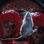 5NQLGH59NTFZCM3EOA0N - 🌍NewspaperAmigo – Your Global News Buddy 🗞️ Cinema Exposes Unit 731's Dark Legacy 🌍🎥