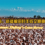 929HHSFY7WEKK2QCQH7N - 🌍NewspaperAmigo – Your Global News Buddy 🗞️ Golden Autumn: Xinjiang’s Cotton Fields Turn into a ‘White Sea’ 🌾✨ video poster