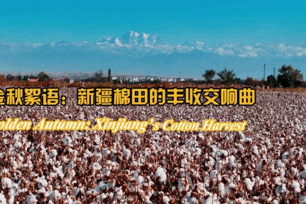 Golden Autumn: Xinjiang’s Cotton Fields Turn into a ‘White Sea’ 🌾✨ Golden Autumn: Xinjiang’s Cotton Fields Turn into a ‘White Sea’ 🌾✨ video poster