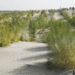 9K77WDBWBKS9HRTBA0A9 - 🌍NewspaperAmigo – Your Global News Buddy 🗞️ Xinjiang’s Green Wall: How China’s Desert Turned into an Oasis 🌱🏜️