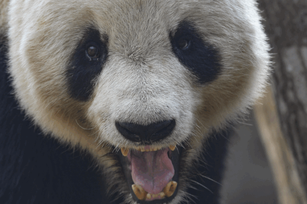 China’s ‘Panda Village’ Leads the Way in Eco-Conservation ๐ผ๐ฟ China's 'Panda Village' Leads the Way in Eco-Conservation ๐ผ๐ฟ