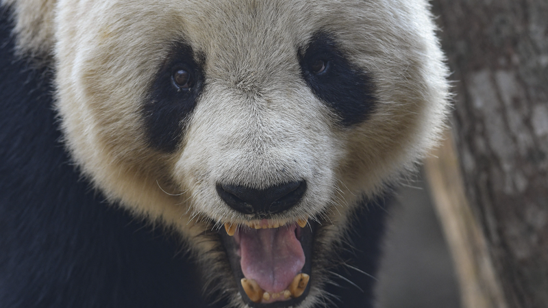 9OFXWI2JE498WQE8LYDO - 🌍NewspaperAmigo – Your Global News Buddy 🗞️ China's 'Panda Village' Leads the Way in Eco-Conservation 🐼🌿