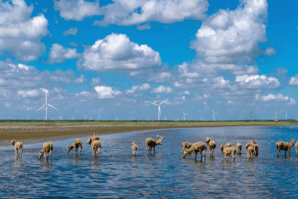 China Goes Green: Major Eco Progress Report Reveals Cleaner Future 🌱🌏 China Goes Green: Major Eco Progress Report Reveals Cleaner Future 🌱🌏