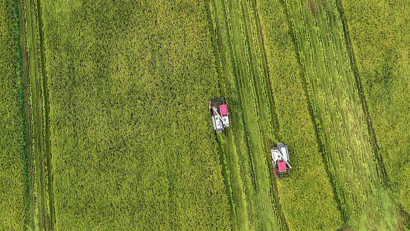 AJF422SP84C0VKSPJC8Z - 🌍NewspaperAmigo – Your Global News Buddy 🗞️ Chengdu’s Golden Harvest: White Dew Season in Full Swing 🌾✨ video poster