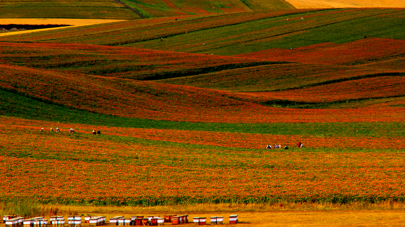 Xinjiang’s Golden Bloom: Safflower Fields Fuel Economic Growth 🌼💼 Xinjiang's Golden Bloom: Safflower Fields Fuel Economic Growth 🌼💼