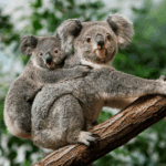 BDE48LGMZXITDTKFPED9 - 🌍NewspaperAmigo – Your Global News Buddy 🗞️ Australia Launches World-First Koala Chlamydia Vaccine 🐨💉