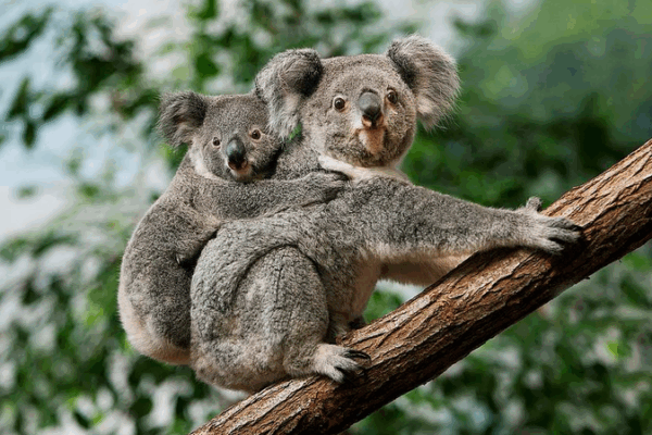 Australia Launches World-First Koala Chlamydia Vaccine 🐨💉 Australia Launches World-First Koala Chlamydia Vaccine 🐨💉
